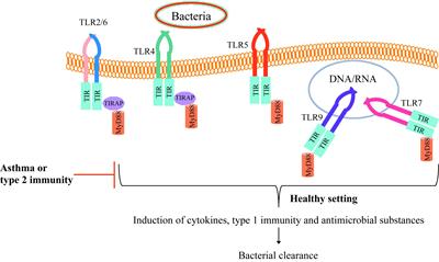 Out-Smarting the Host: Bacteria Maneuvering the Immune Response to Favor Their Survival